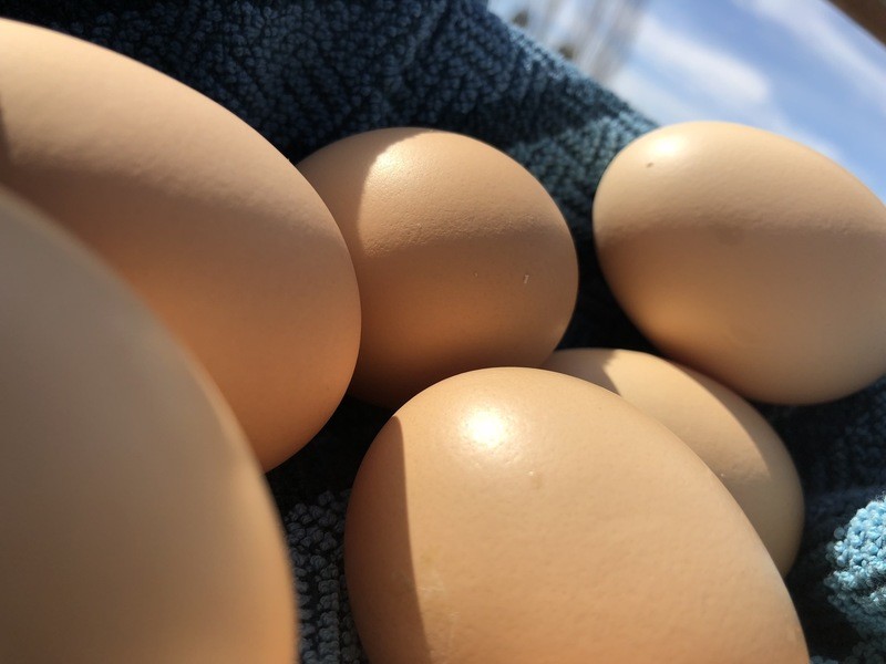 Egg Subscription 4 dozen X $7