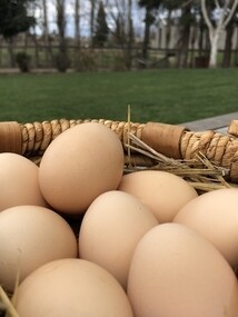 Eggs One dozen at a Time