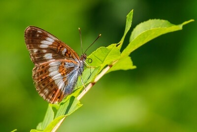 &#39;Fly Like a butterfly&#39;