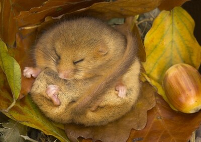 &#39;Let Sleeping Dormice Lie&#39;