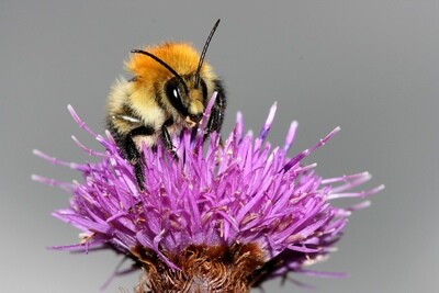 &#39;The Bee&#39;s Knees&#39;