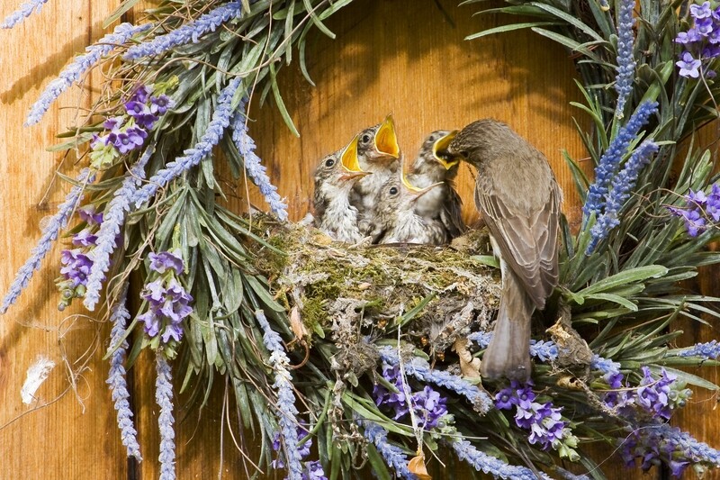 Rent-a-Nest