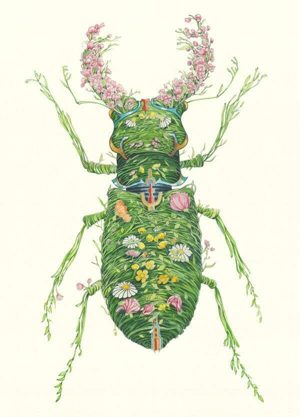 &#39;Stag Beetle&#39; Card