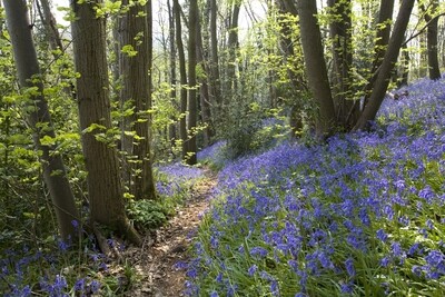 &#39;A Magical Carpet of Bluebells&#39;
