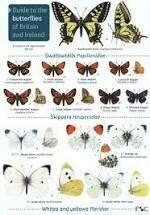 Guide to the Butterflies of Britain and Ireland - fold out chart