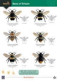 Guide to bees of Britain - fold out chart