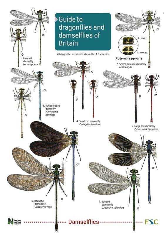 Guide to Dragonflies - fold out chart