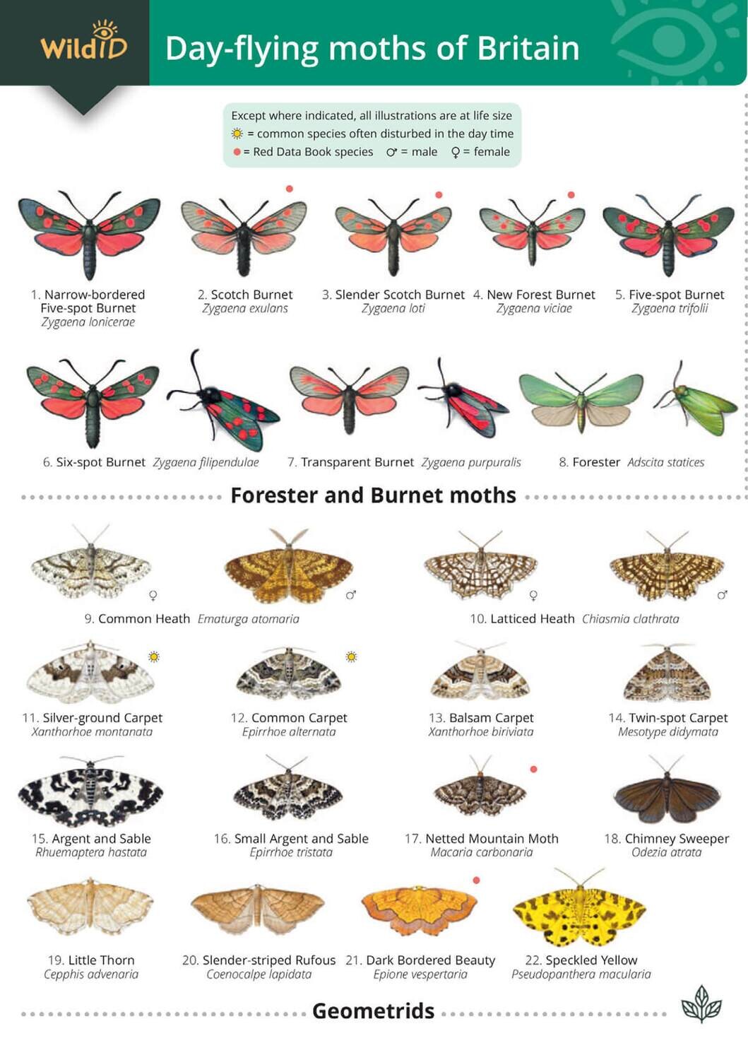 Guide to the Day-Flying Moths of Britain - fold-out chart