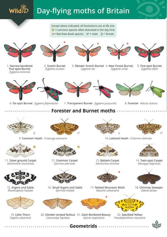 Guide to the Day-Flying Moths of Britain - fold-out chart