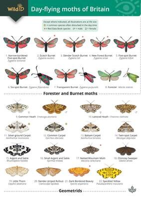 Guide to the Day-Flying Moths of Britain - fold-out chart