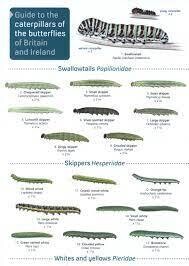 Guide to the Caterpillars of Butterflies of Britain and Ireland - fold-out chart