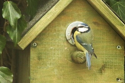 Rent a nest box