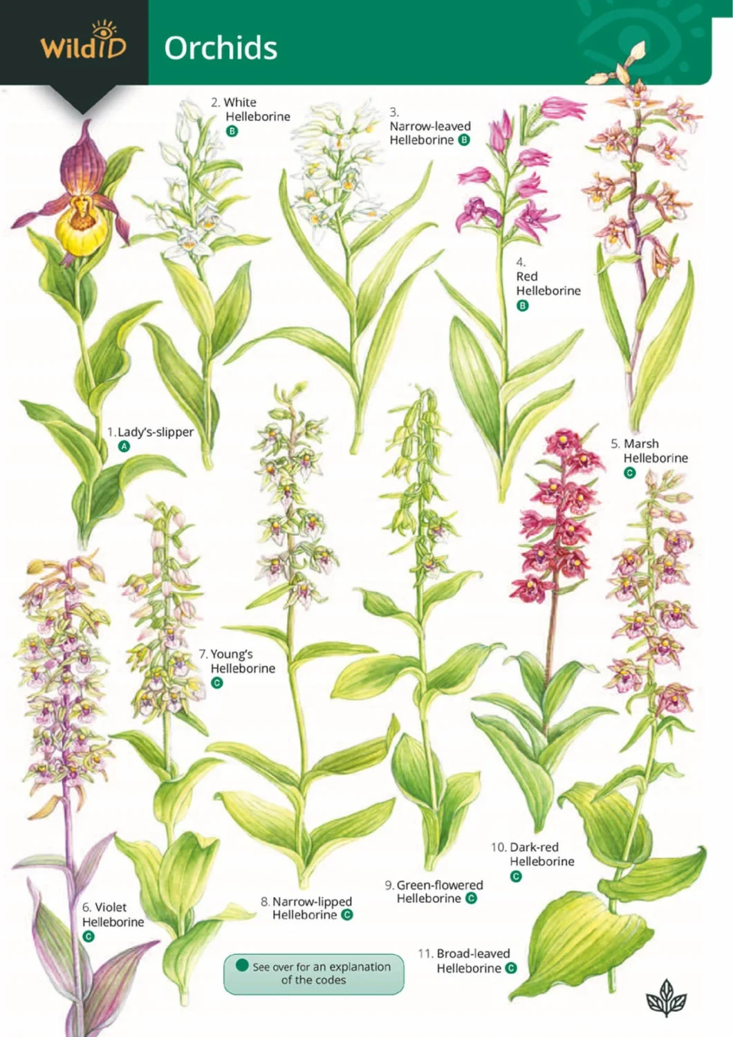 Guide to Orchids