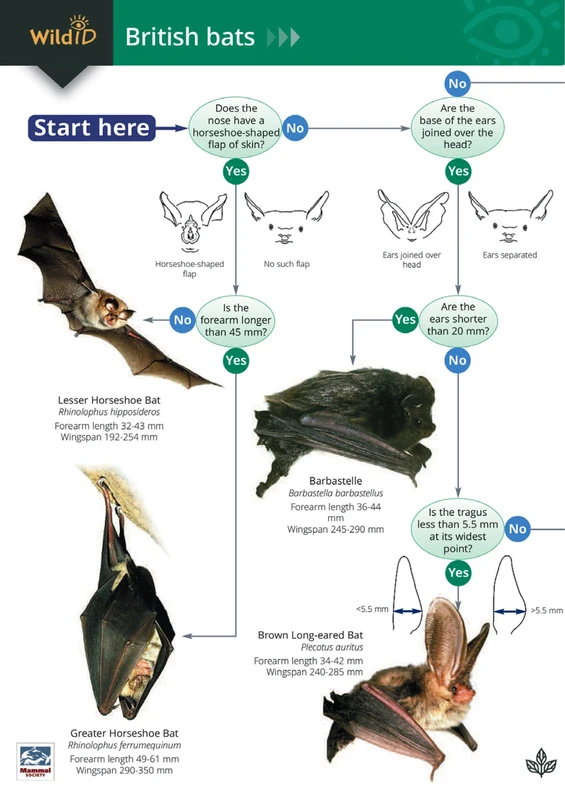 Guide to Bats