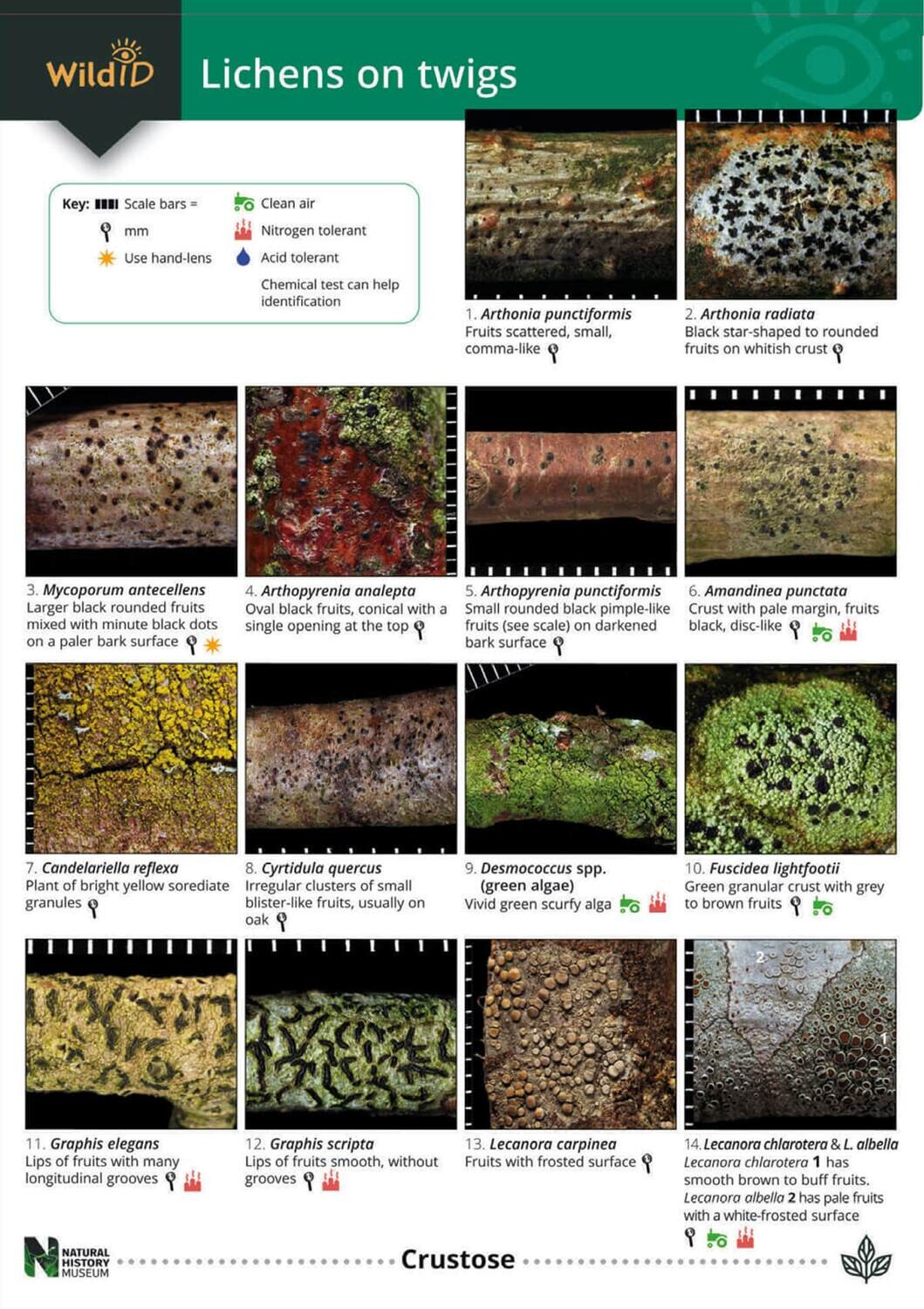 Guide to Lichens on Twigs