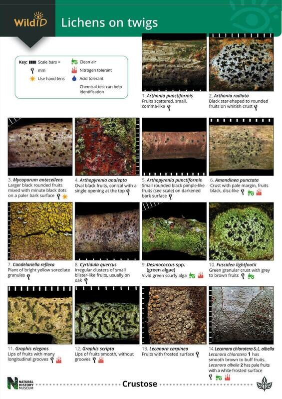 Guide to Lichens on Twigs