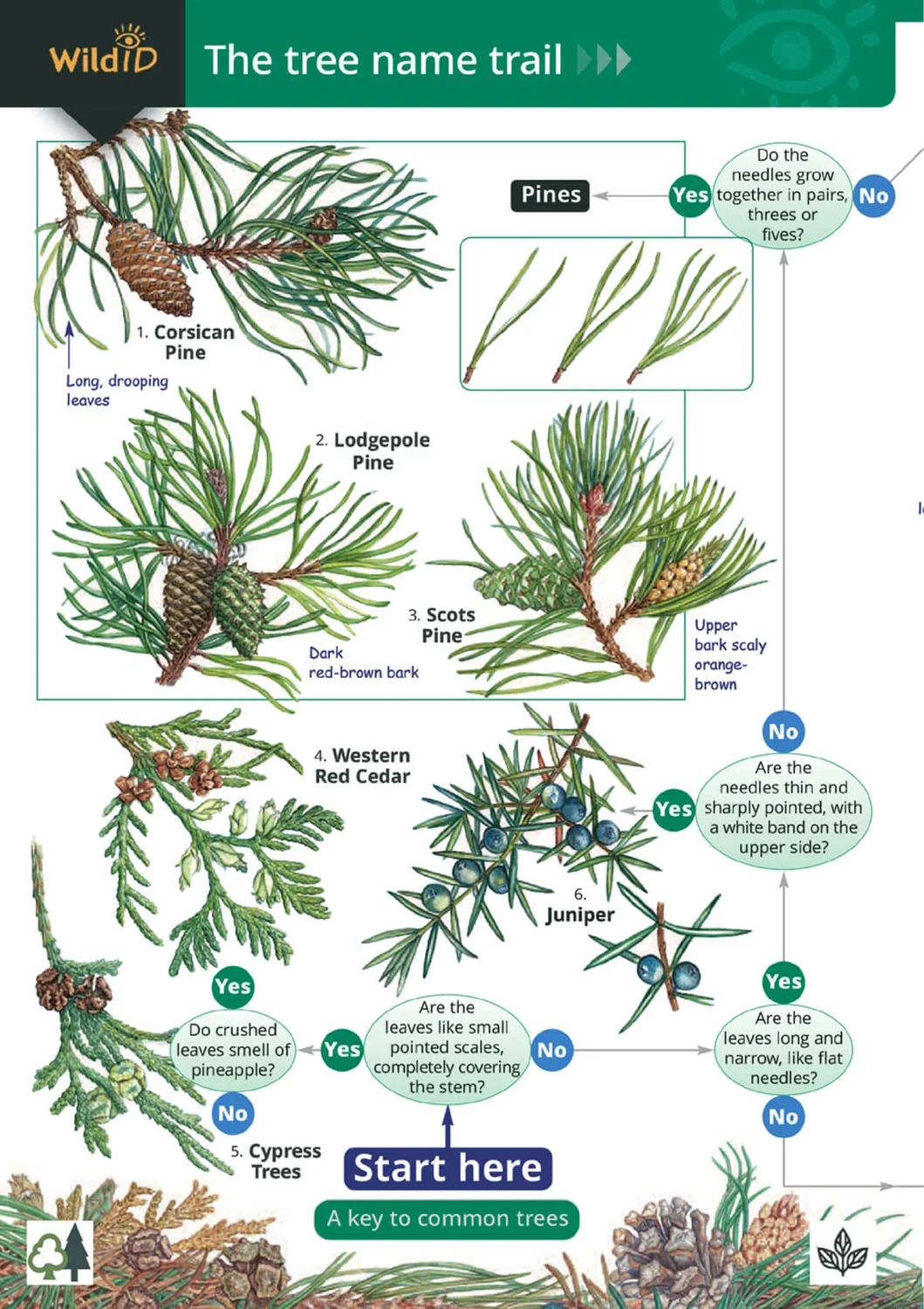 Tree Name Trail