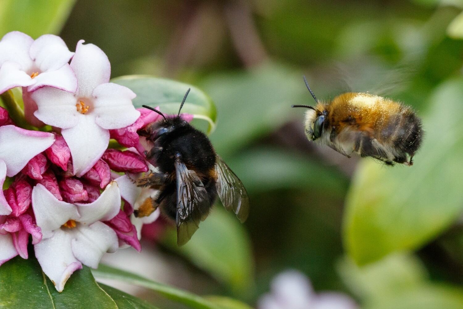 Adopt a Hairy Footed Flower Bee - Digital