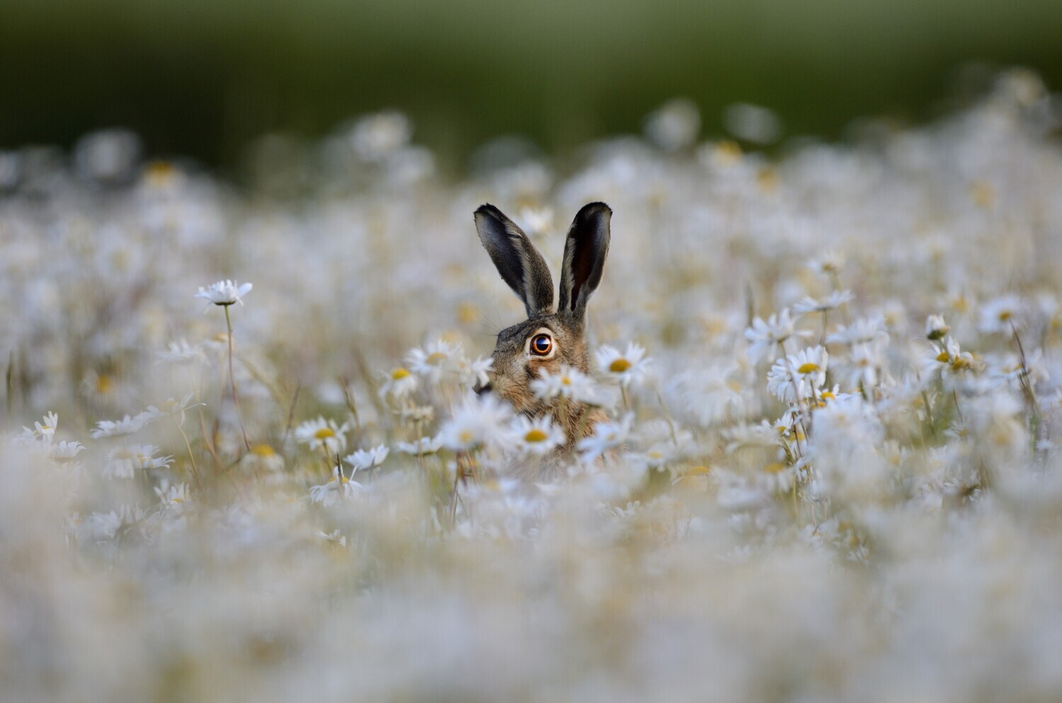 Adopt a Brown Hare - Physical