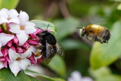 Adopt a Hairy Footed Flower Bee - Physical