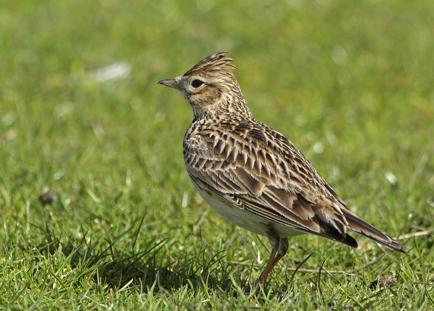 Adopt a Skylark - Physical