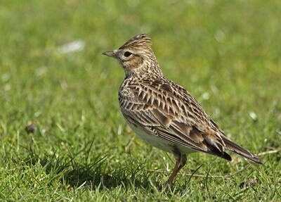 Adopt a Skylark - Physical