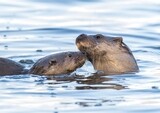 Adopt an Otter - Physical