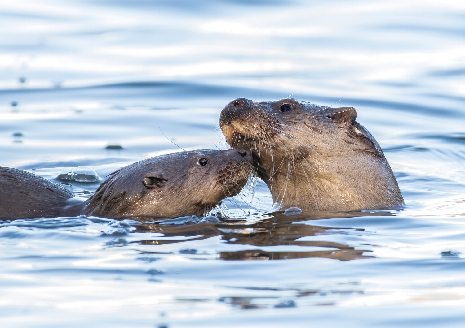 Adopt an Otter - Physical