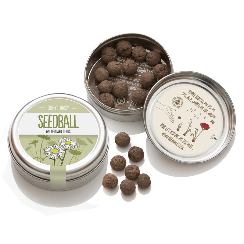 Seedballs - Oxeye Daisy
