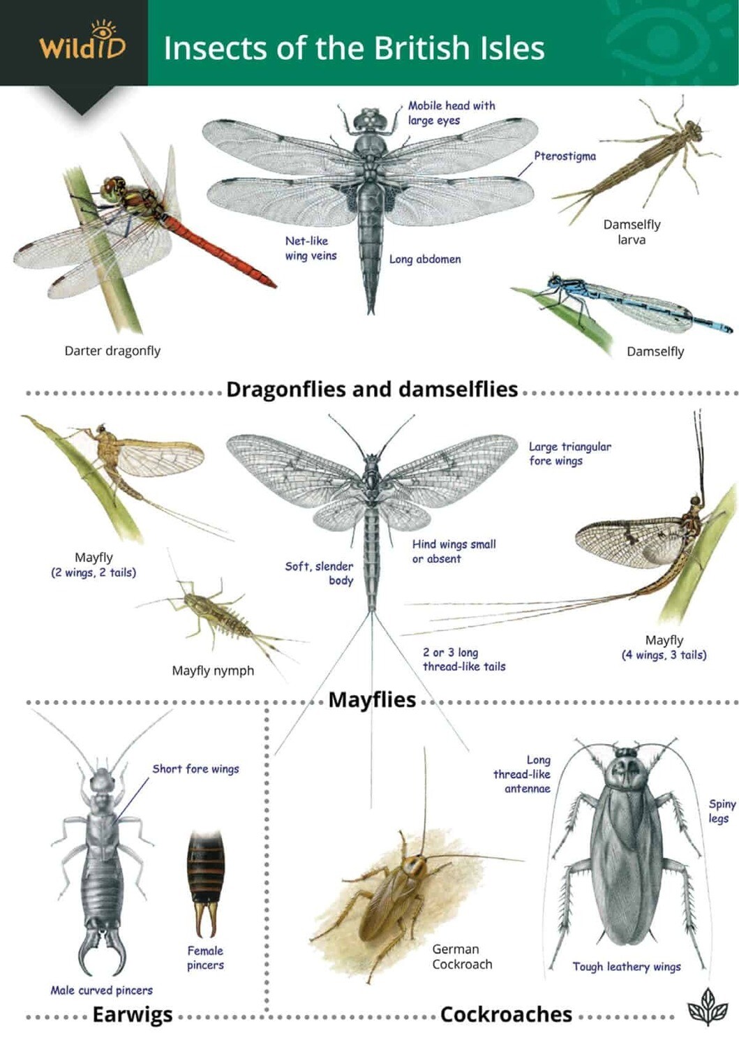 Guide to Insects