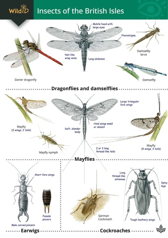 Guide to Insects