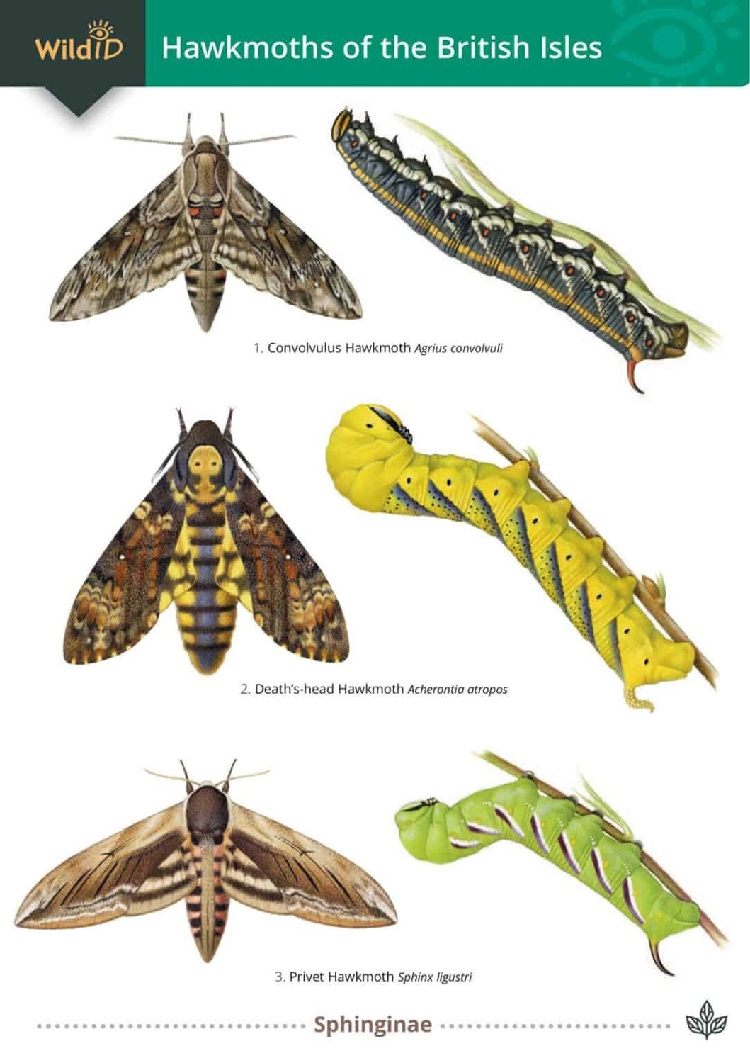 Guide to Hawkmoths
