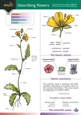 Describing Flowers