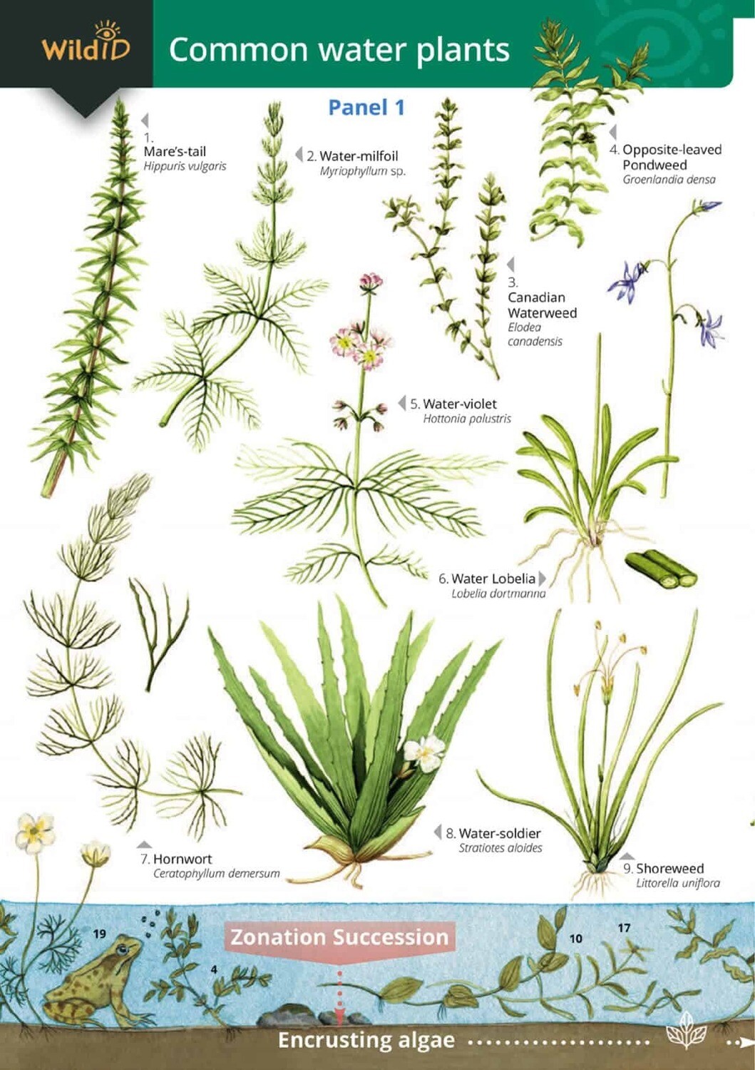 Guide to Common Water Plants
