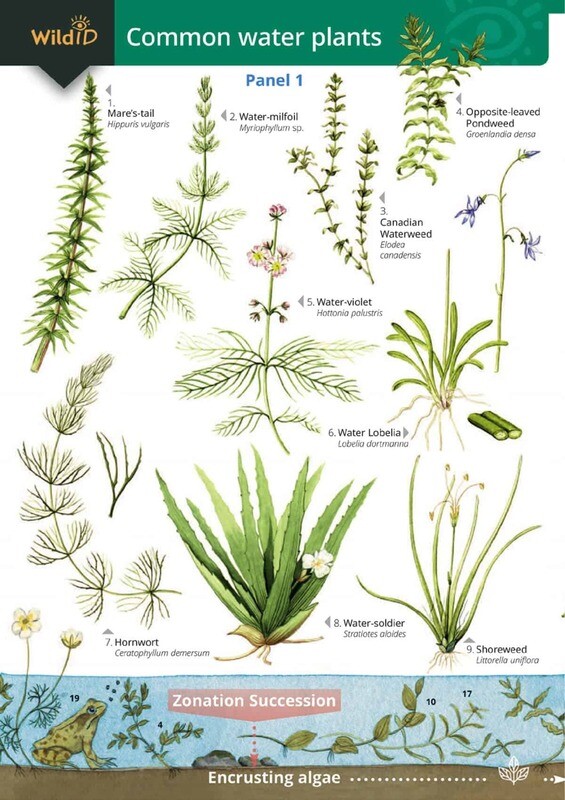 Guide to Common Water Plants