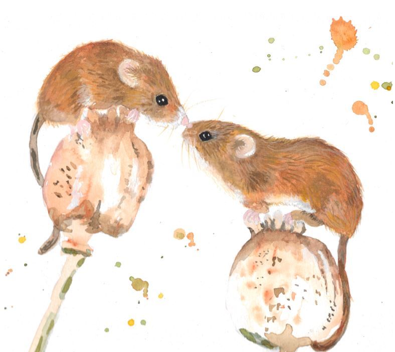 Dormice greeting card