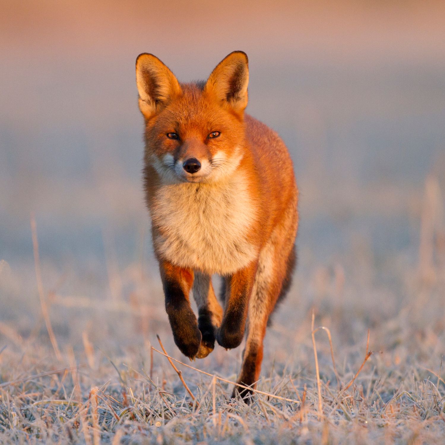 Frosty Fox- pack of 10 Christmas cards