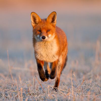 Frosty Fox- pack of 10 Christmas cards