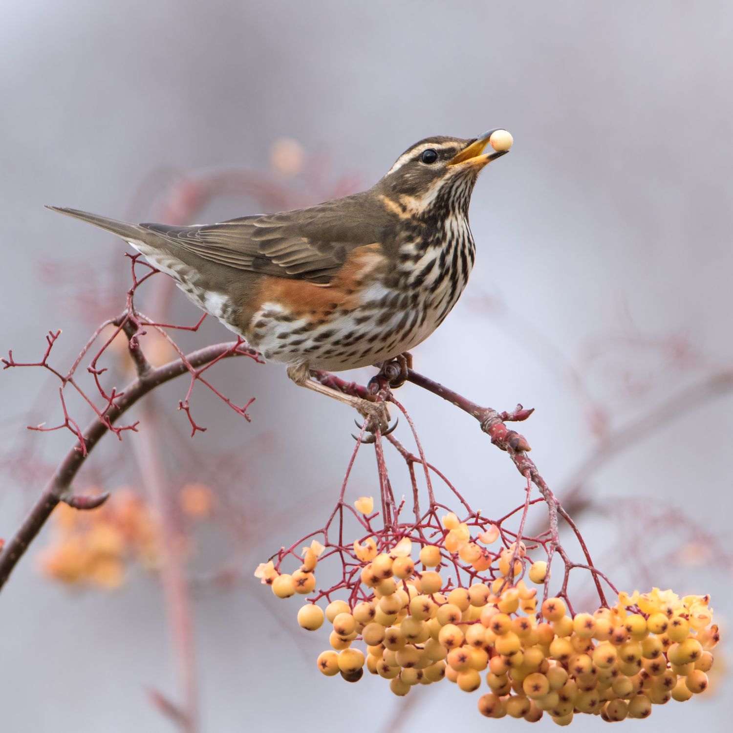 Redwing in Winter- pack of 10 Christmas cards