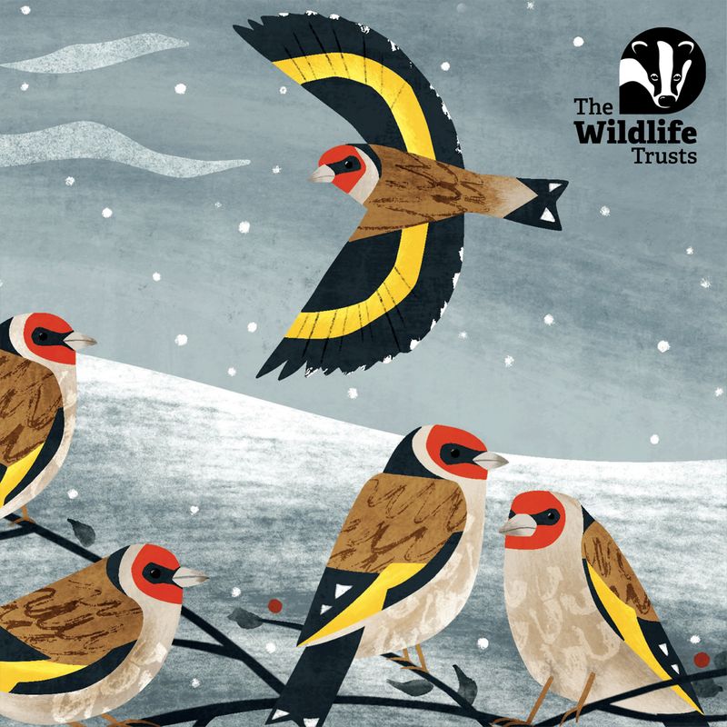 The Wildlife Trusts mixed designs Christmas cards- pack of 10