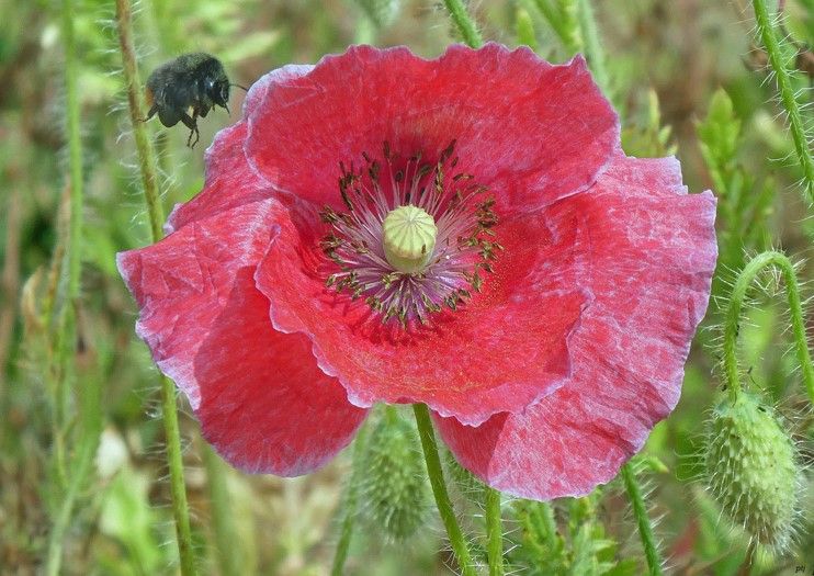 A4 Poppy and Bee garden art