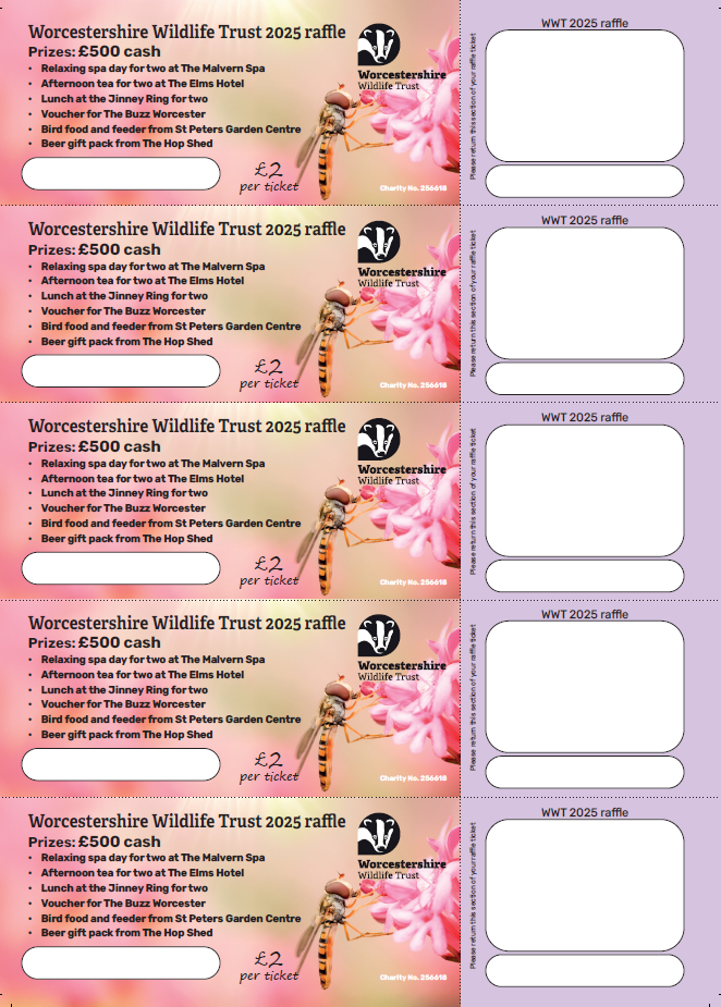 Summer Raffle 2025