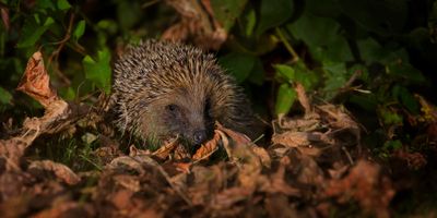 Adopt a Hedgehog - Physical