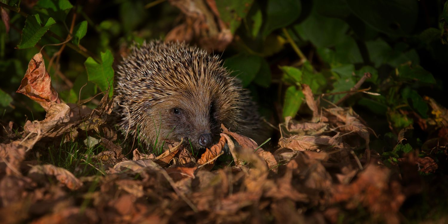 Adopt a Hedgehog - Digital
