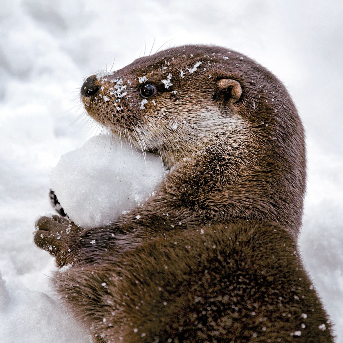 Snowy Otter- pack of 10 Christmas cards