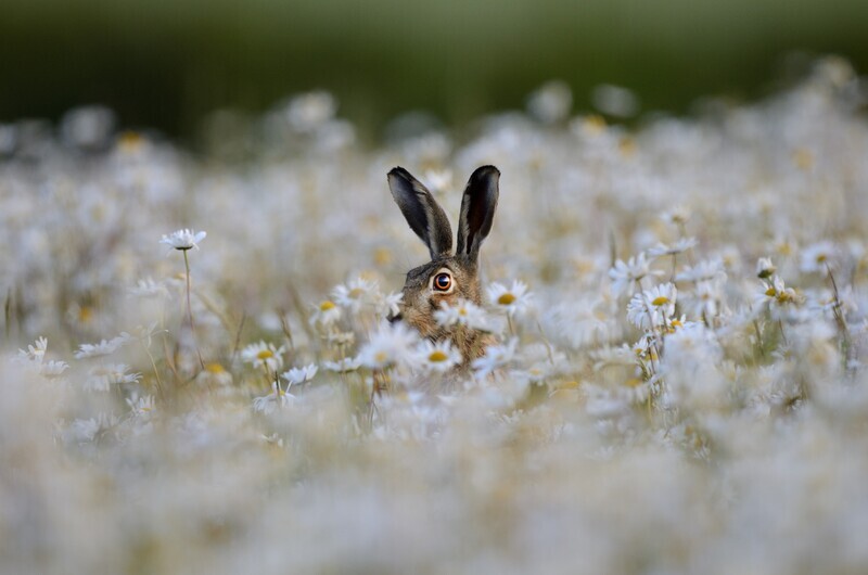 Adopt a Brown Hare - Physical