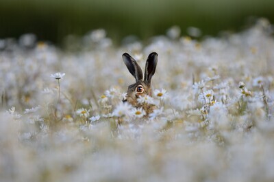 Adopt a Brown Hare - Physical