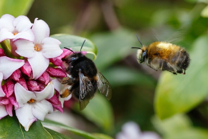 Adopt a Hairy Footed Flower Bee - Physical