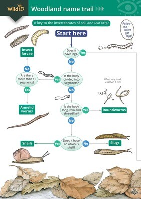 Woodland Name Trail