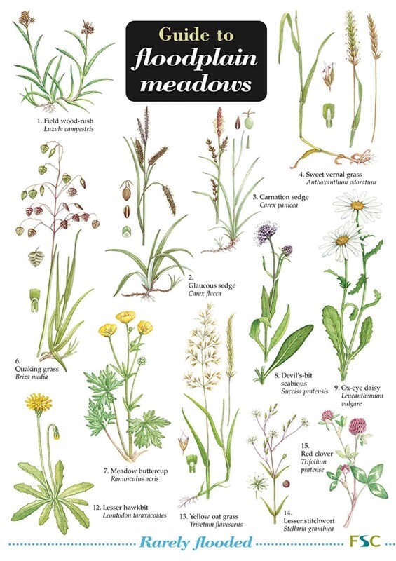 Guide to Floodplain Meadows